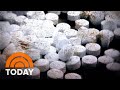 Families Sound Alarm On Fenta Pill Epidemic