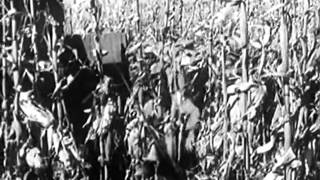 Negativland - The Perfect Cut (Piece of Meat)