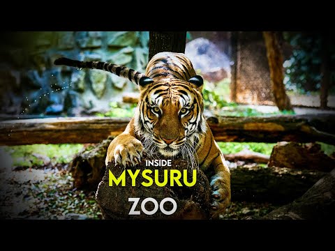 Inside Mysore Zoo - A Day at Sri Chamarajendra Zoological Gardens