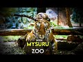 Inside Mysore Zoo A Day At Sri Chamarajendra Zoological Gardens