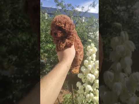 Satılık Poodle Kaniş