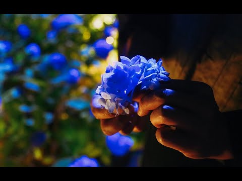 雲昌寺のあじさい  (Hydrangea in Oga city, Unshoji temple)秋田県男鹿市