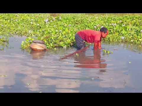 village fish catching | Amazing net fishing