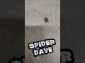 THE CONCRETE TREMBLES AS SPIDER DAVE CRAWLS BY ⚡🕷️👀 #SPIDERDAVE #LORDOFRAIDEN #EERIEVIBES #CREEPY
