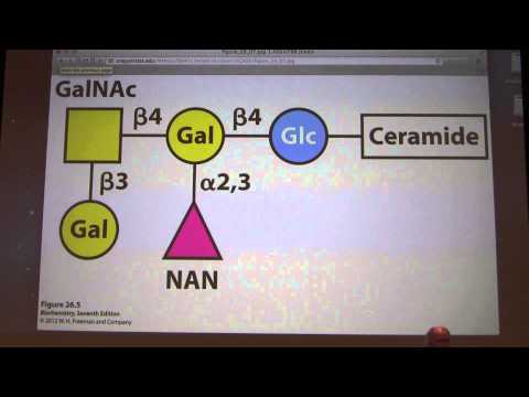 34.  Kevin Ahern's Biochemistry - Metabolism of Membrane Lipids