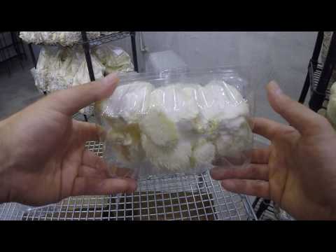 download lagu mp3 mp4 Lions Mane Mushroom Storage, download lagu Lions Mane Mushroom Storage gratis, unduh video klip Lions Mane Mushroom Storage