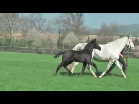 Hengstfohlen Casall x Cassini I geb.25.02.17