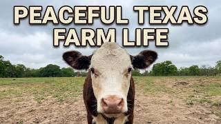 Cows Grazing in the Pasture on a Cloudy Afternoon | Peaceful Texas Farm Life 🐄