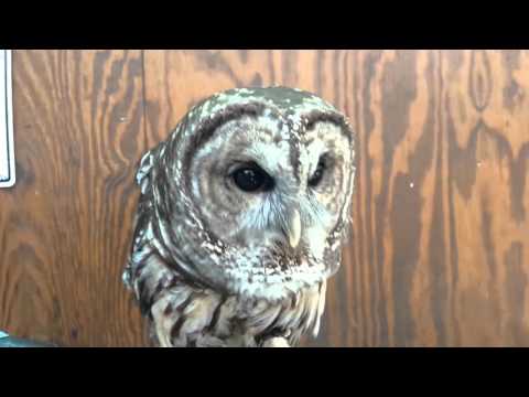 Barred Owl Hooting