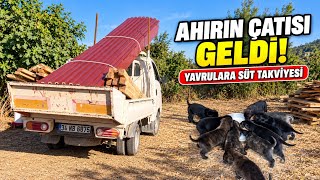 🐏 Ahırın Çatısı Geldi! Zeyna’nın Yavrularına Süt Takviyesi 🐶 Çiftlikte