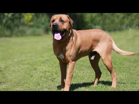 TOSA INU - THE PREMIER GUARD DOG OF JAPAN