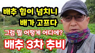 배추 3차추비 주는 방법 도구 비료 선택 정식 45일 괴산절임배추 [배추재배방법]