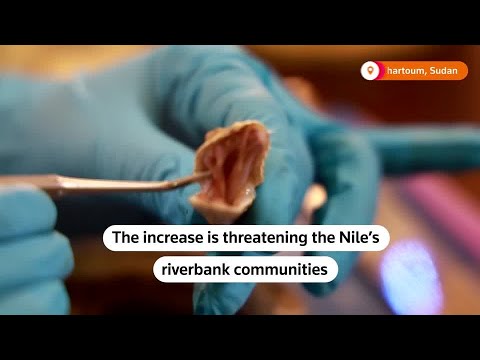 Annual rains in Sudan bring surge in snakes, scorpions