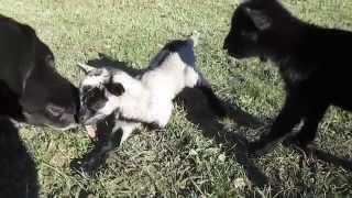 preview picture of video 'Archie at 3 days old, his first trip out with Maslow'