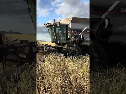 Trilla de #centeno en Bouquet (Santa Fe)