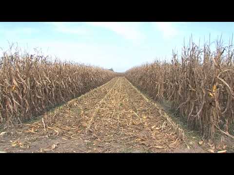 SBTV / DNEVNIK - Dobar urod kukuruza / 14.10.2014.