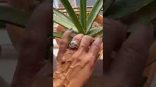 Download lagu Verde hoja #short #verde #verdehoja #aloevera #sabila #cactus #suculentas #plantas #uñas #esmalte mp3