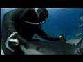 Shark Week 2007 - Hypnotizing a Deadly Shark ...