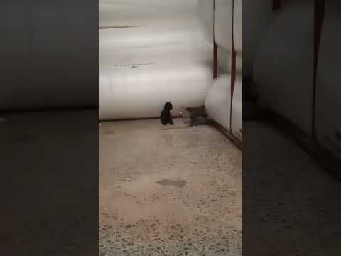 Baby kitten 🥰 #pets #animals #short