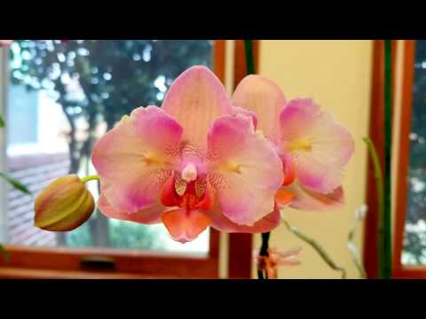 Humidity levels in orchid growing.  How I solved my problem of dry orchid roots.