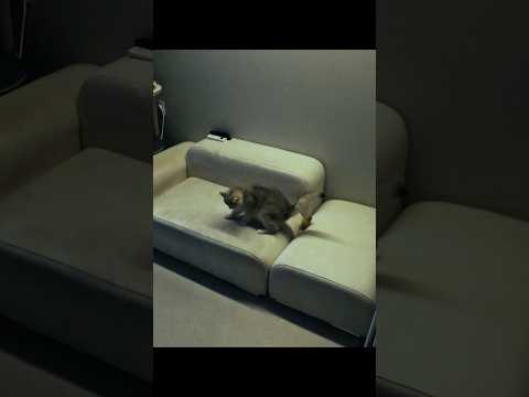 Security cameras captured the cat's terrifying behavior, even experts couldn't solve it. #animals
