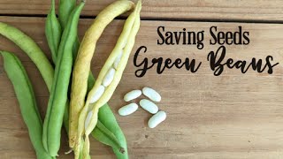 How to get Free Green Bean Seeds!
