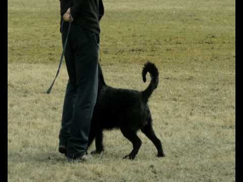 Iowa Hanno Veto - poslušnost