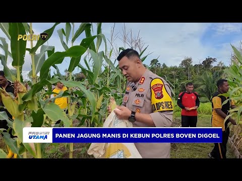 PANEN RAYA JAGUNG DI BOVEN DIGOEL WUJUDKAN KETAHANAN PANGAN NASIONAL