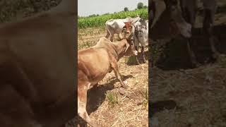 vaca picada por surucucu