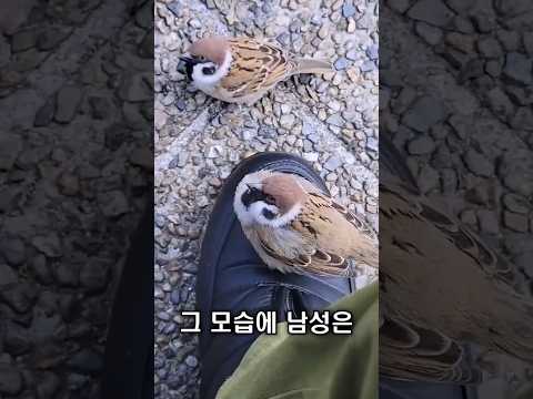 다시 날라온 참새, 친구들까지 불러왔습니다