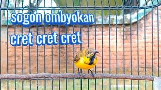 Download lagu PANCINGAN SOGON OMBYOKAN CRAT CRET #pancingansogonombyokan #pancingansogonbahanagarbunyi #sogonbahan mp3