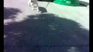 preview picture of video 'el perro de gele es basurero'