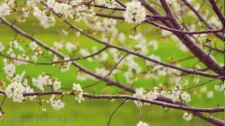 preview picture of video 'CANON EOS 350D PHOTOGRAPHY [HD] - Spring Photography'