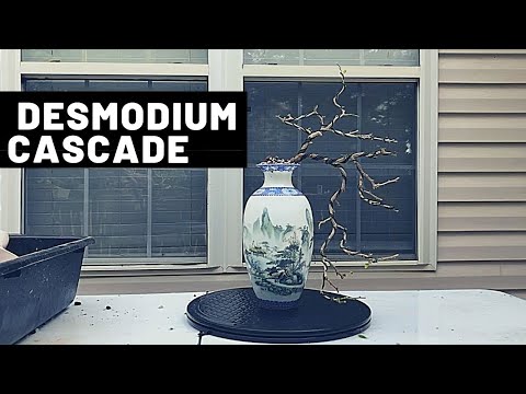 A Desmodium and a Vase? | The Bonsai Supply