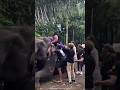 Moti Girl Sitting On Elephant Shortvideo