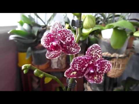 "Орхидеи - точка роста" или "Несколько способов как угробить орхидею".