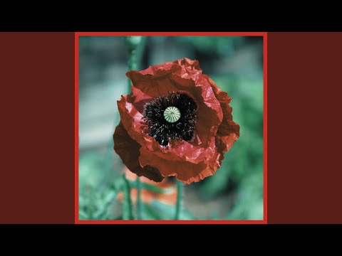 poppy seeds