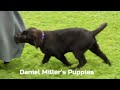 Labrador Retriever dogs for sale: Hank - Video 1