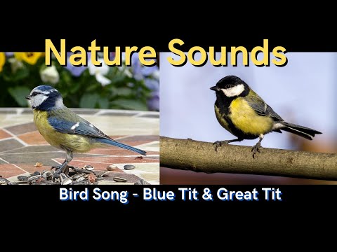 Bird Song - Blue Tit & Great Tit - Bird Sounds : Identify Birds Singing and Sounds - Nature Sounds
