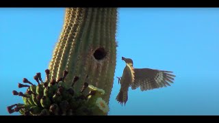 A Day in the Desert: Saguaro Wilderness