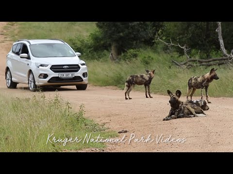 Wild Dogs stop a car at Kruger Road Block | Wildlife Sightings Today.