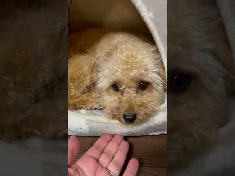 経営学科 ニトリのペットドームにこもるトイプードル10ヶ月 #toypoodle #トイプードル #puppy