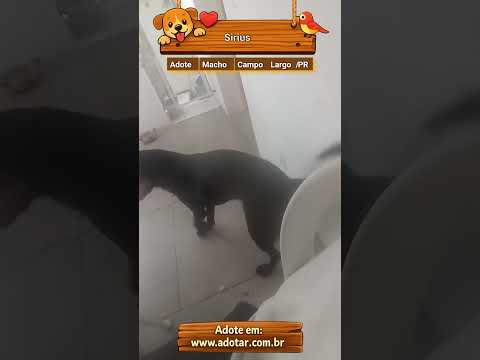 Vídeo de Sirius 