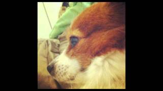 The Middle East - Dan&#39;s Silverleaf