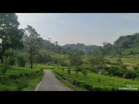 exploring sri lanka tea plantation
