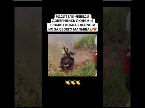 УДИВИТЕЛЬНАЯ БЛАГОДАРНОСТЬ ЛЕБЕДЕЙ ЗА СВОЕГО МАЛЫША #доброта#рек#лебедь