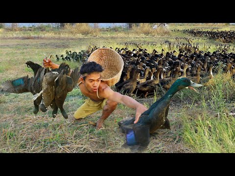survival in the rainforest - Catch a lot of ducks - cooking end Eating delicious 1