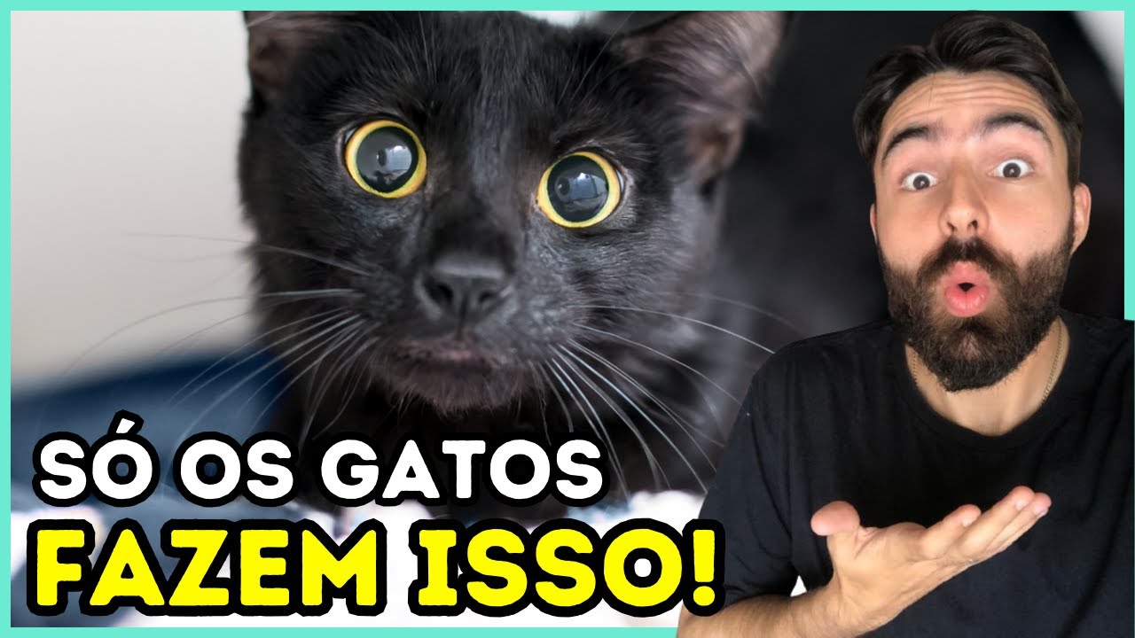 10 Coisas ESTRANHAS Que SÓ Os Gatos FAZEM!