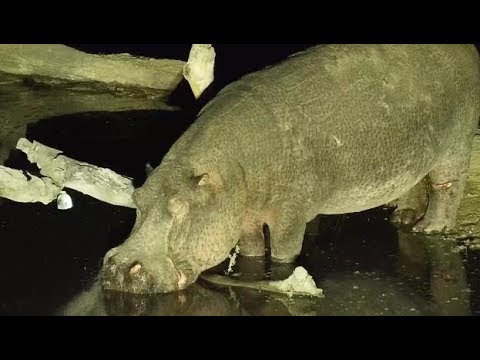Djuma: Hippo with healing leg injury arrives - 21:34 - 07/28/19