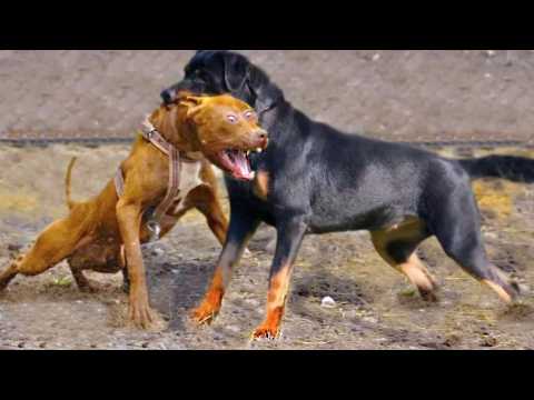 Les 19 Races de Chiens Les Plus interdites au Monde
